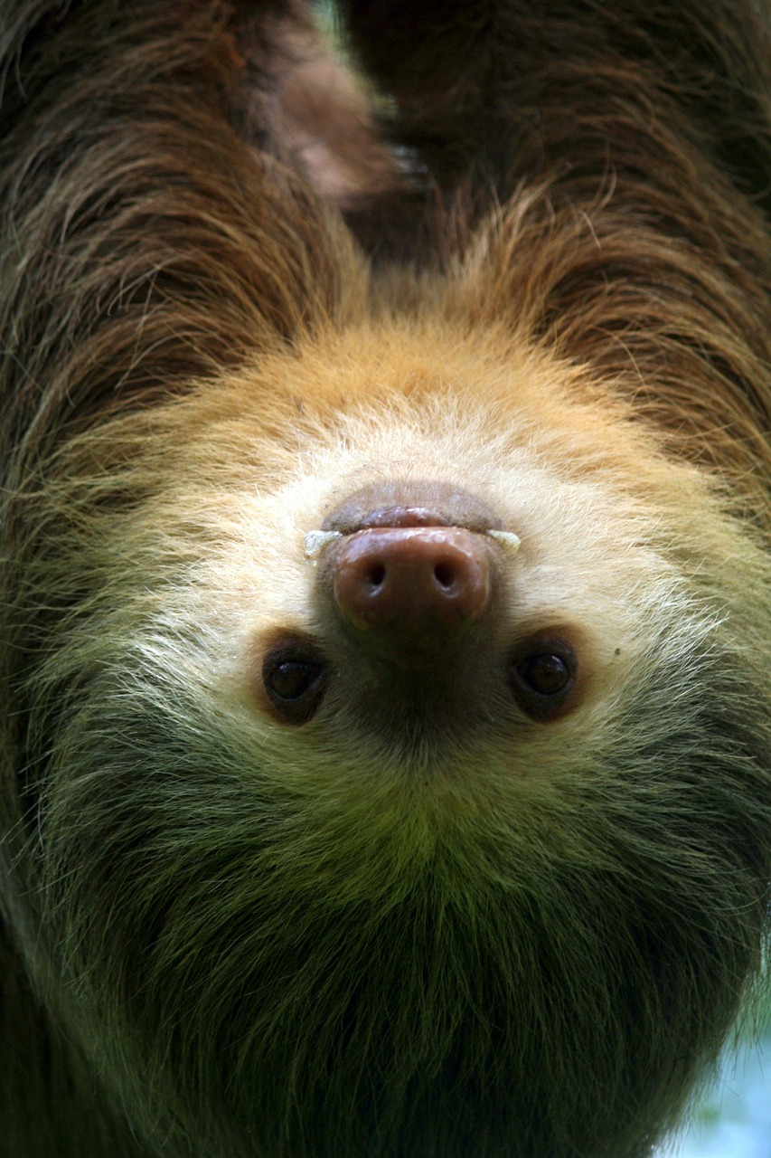世界上十大特別神奇的瞎子動物排行榜2025最新排名前十名榜單出爐