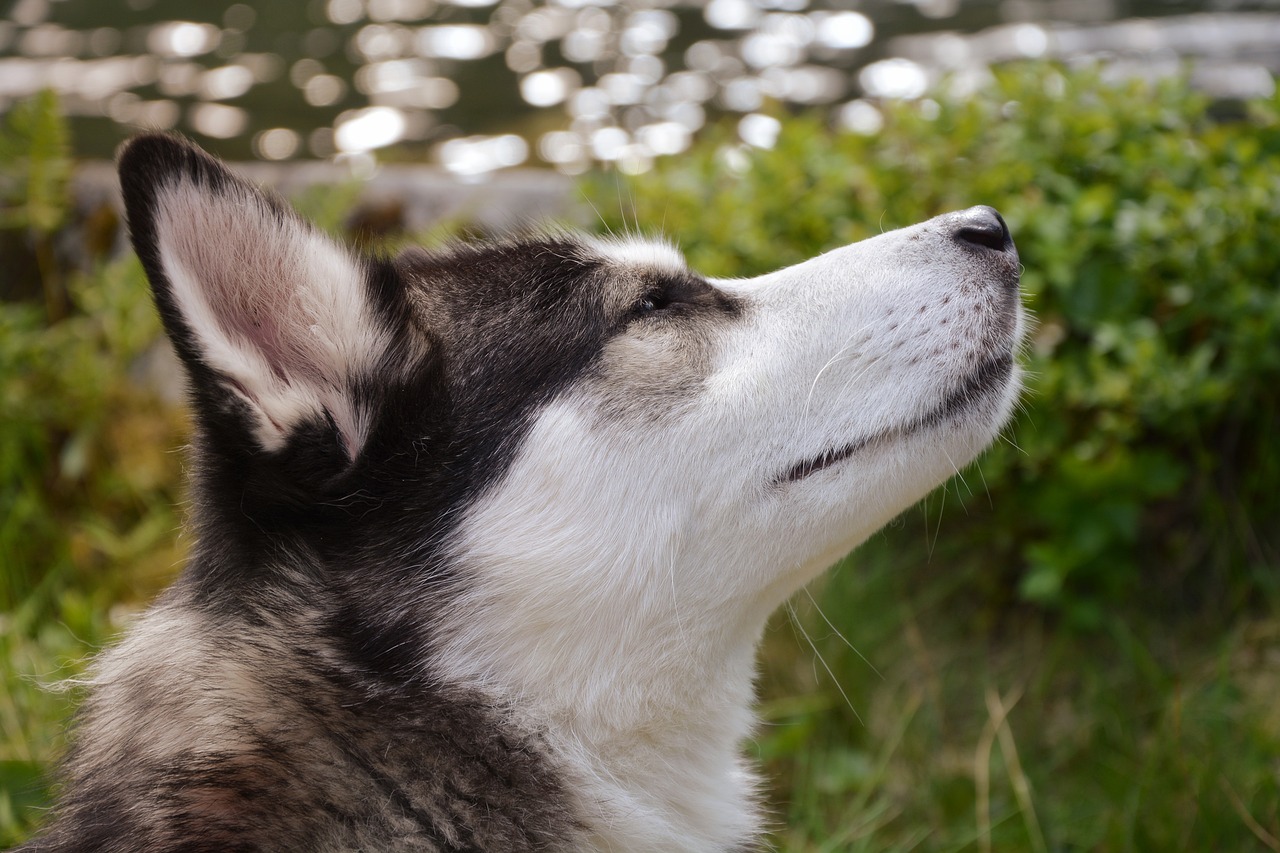 世界上特別大的動物排行榜2025最新排名前十名榜單出爐