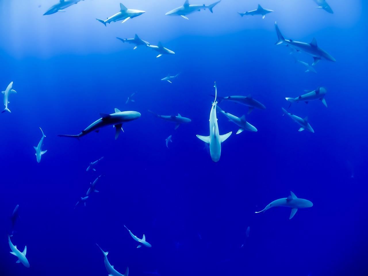 世界上特別強的三大鯊魚2025最新排名前十名榜單出爐