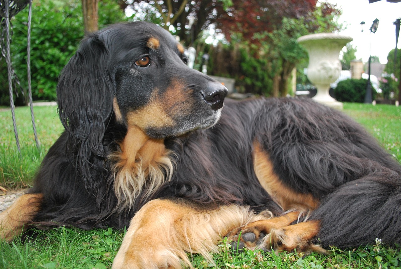 十大忠誠(chéng)猛犬排行榜2025特別新排名前十名分析