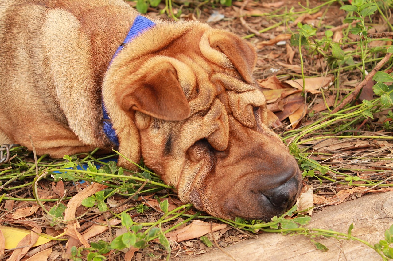十大忠誠(chéng)猛犬排行榜2025特別新排名前十名分析
